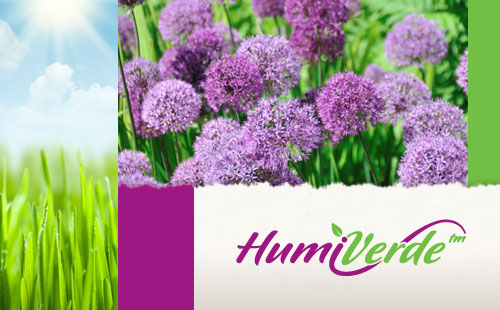 Organic Logo Design for HumiVerde