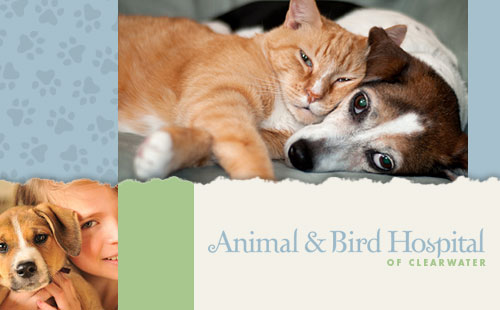 Website Design for Animal & Bird Hospital of Clearwater